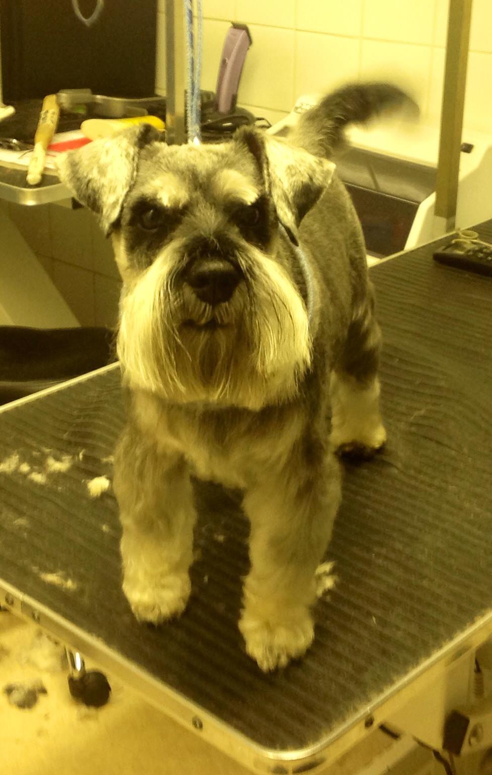 Gallery Corby Dog Grooming Services Corby Corby Dog Grooming