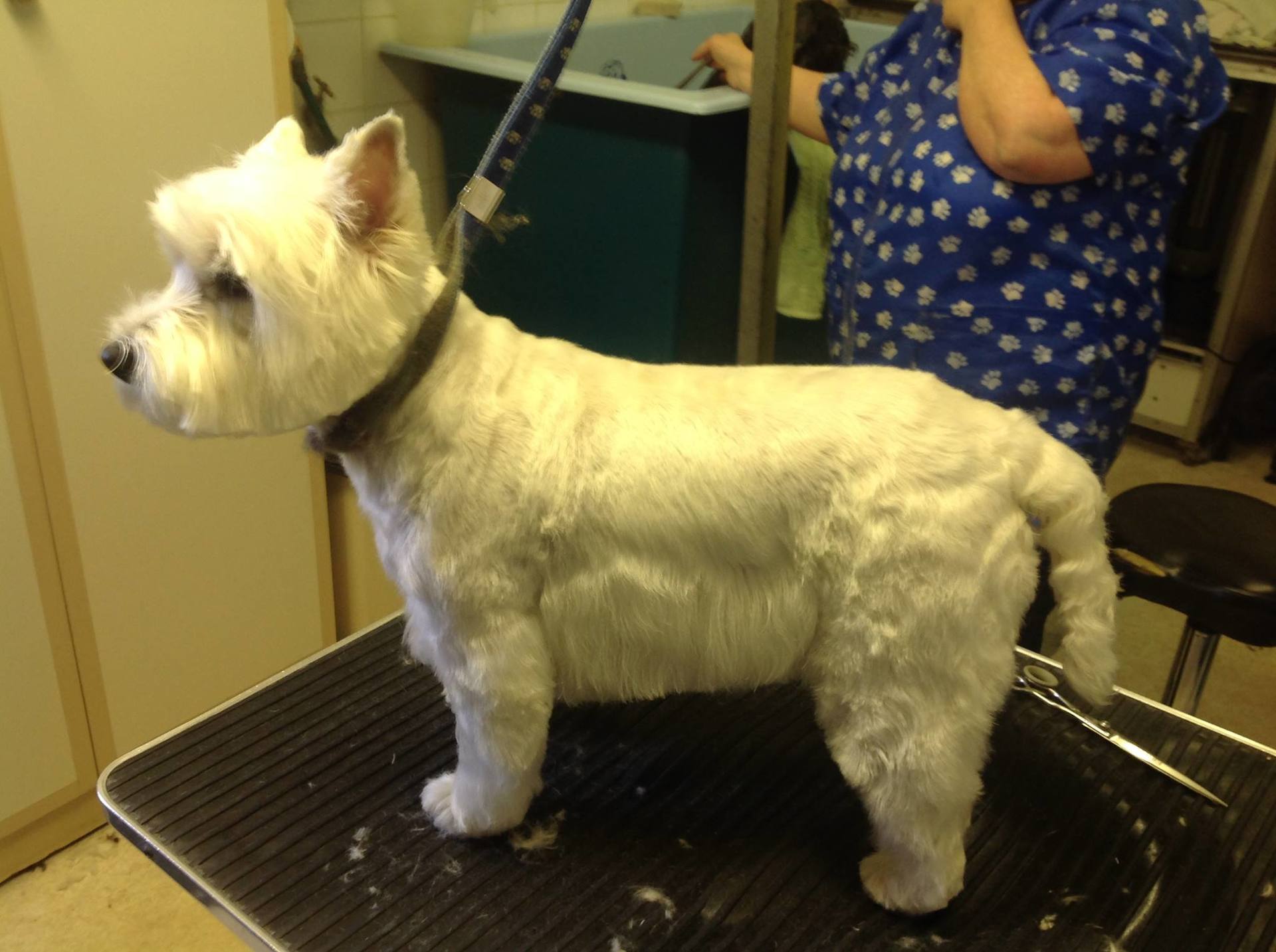 Gallery Corby Dog Grooming Services Corby Corby Dog Grooming