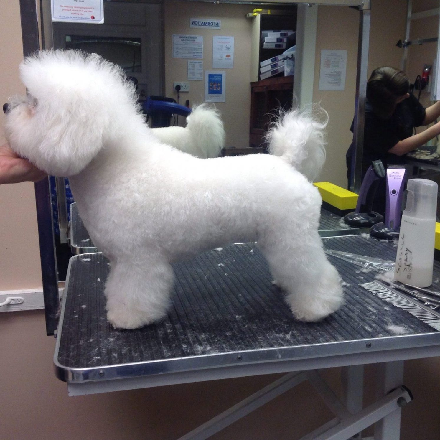 Side view of a Bichon Frise after being groomed