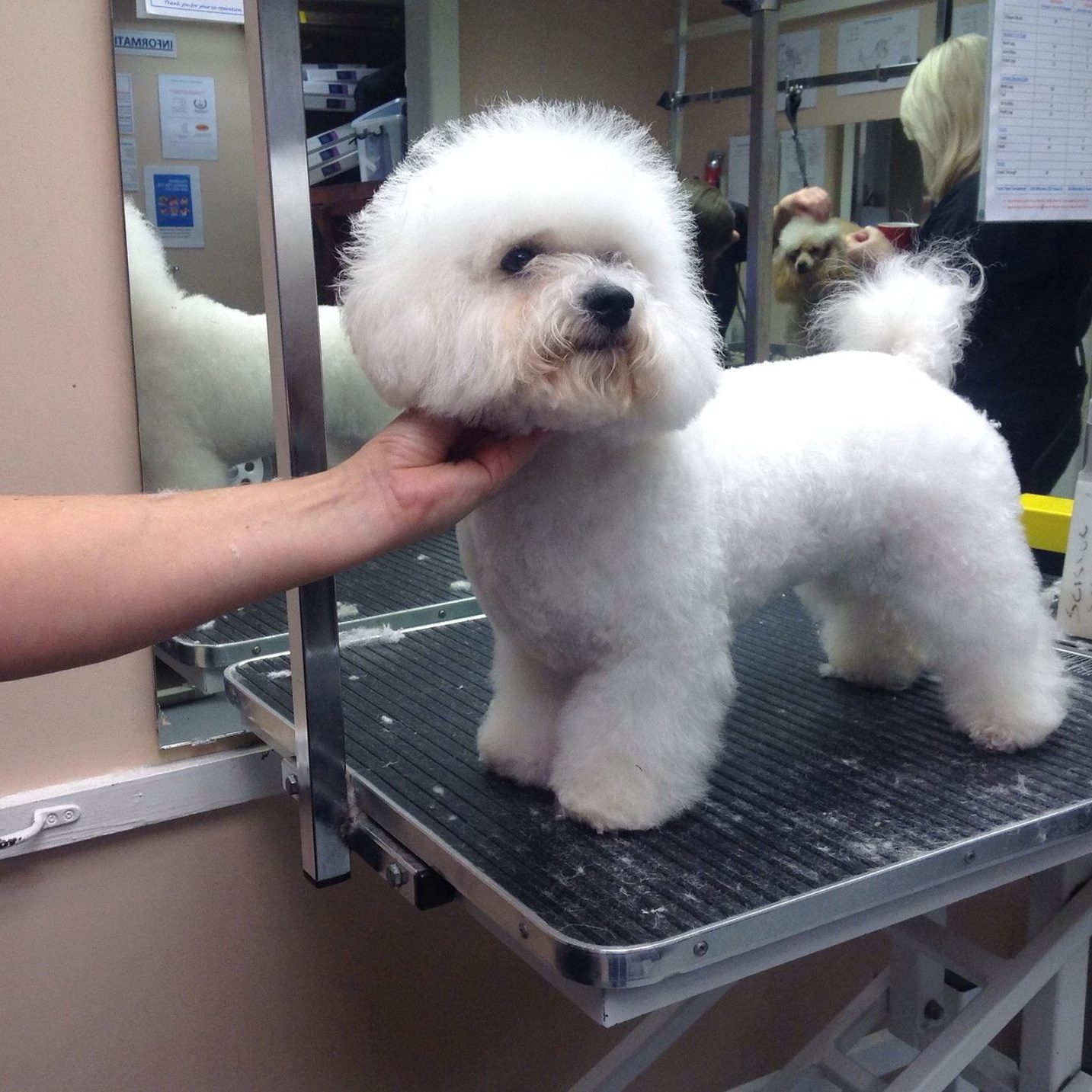 Freshly trimmed Bichon Frise standing on a grooming table