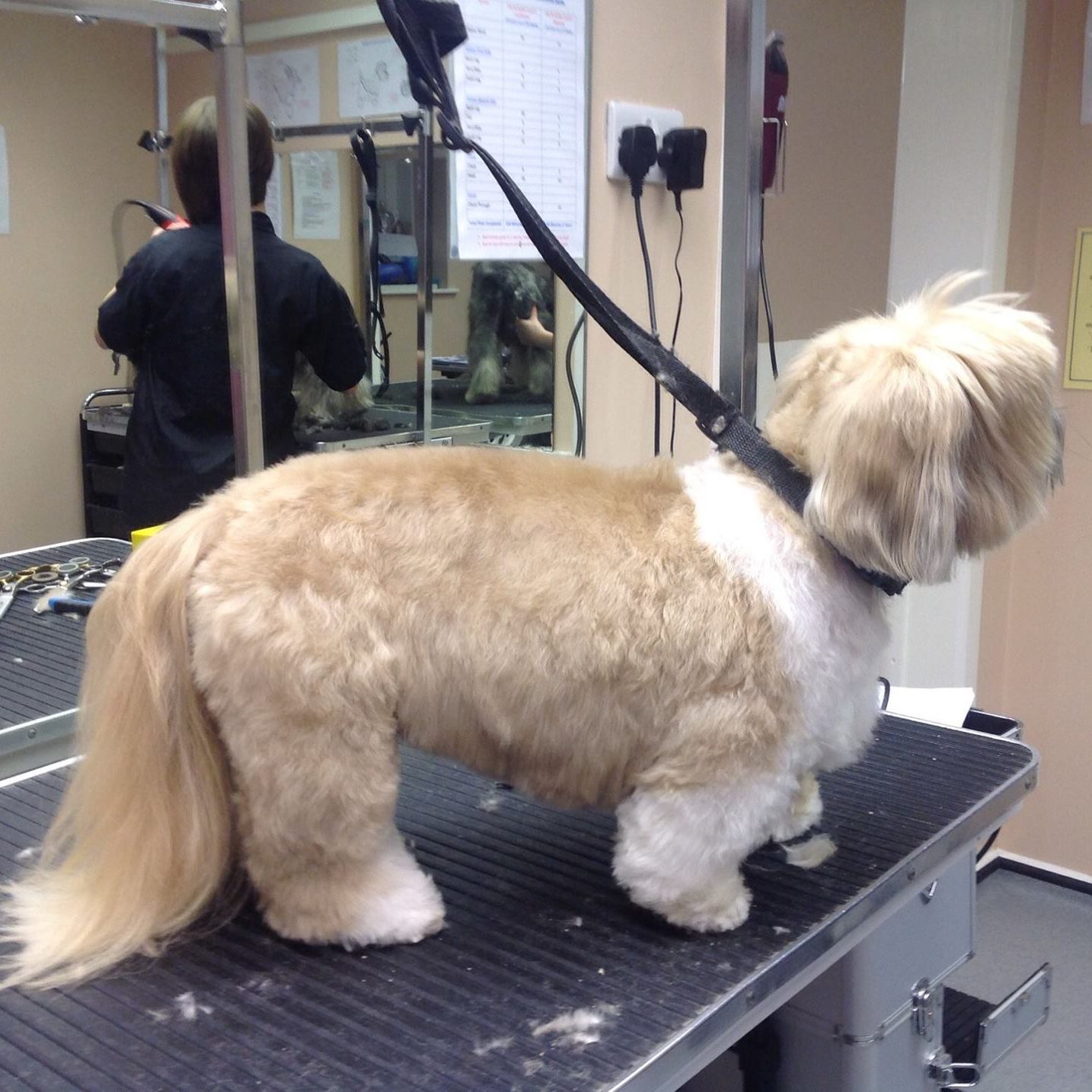 Small white and brown dog being held while getting a trim