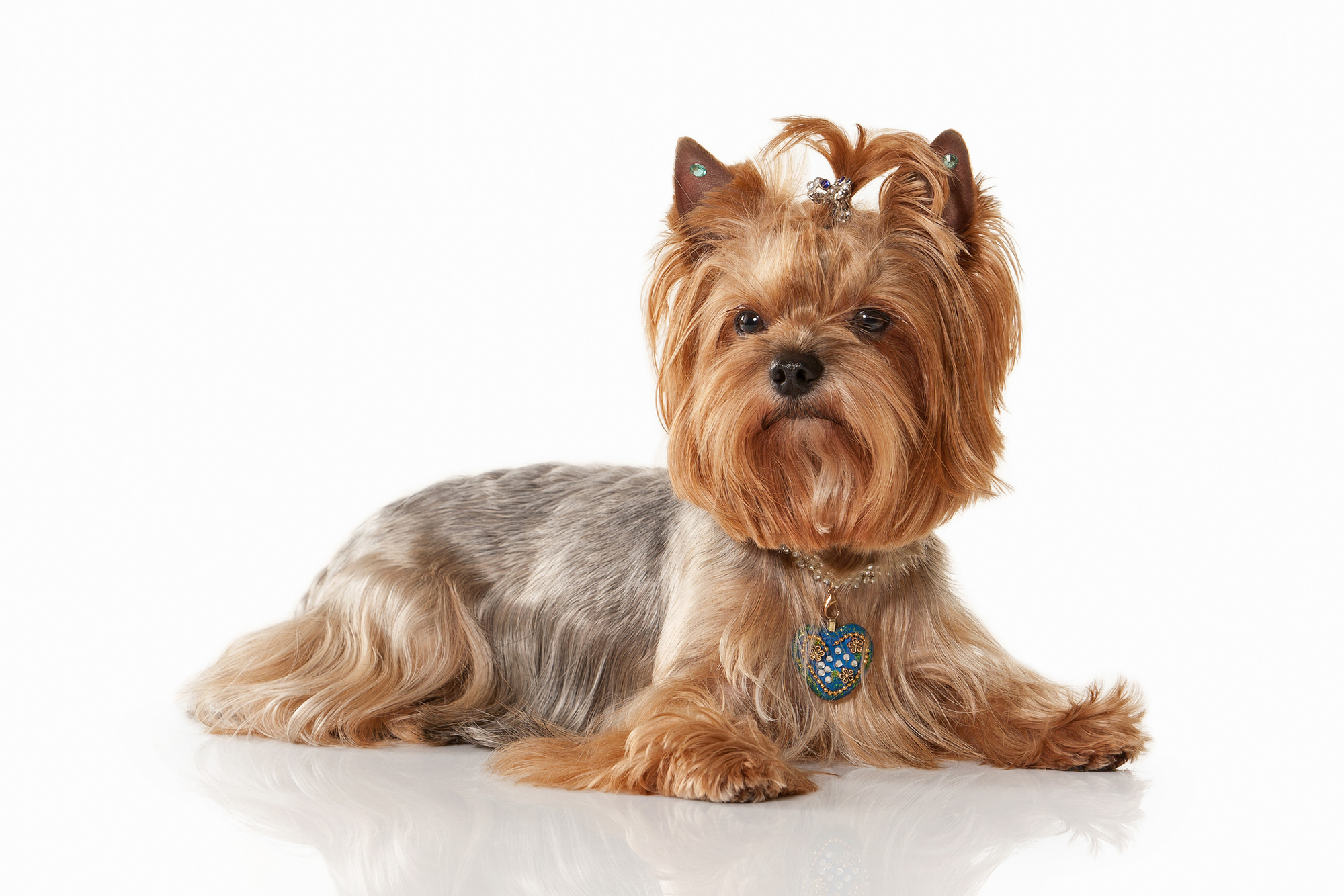 Groomed Yorkie with a ponytail and ear gems