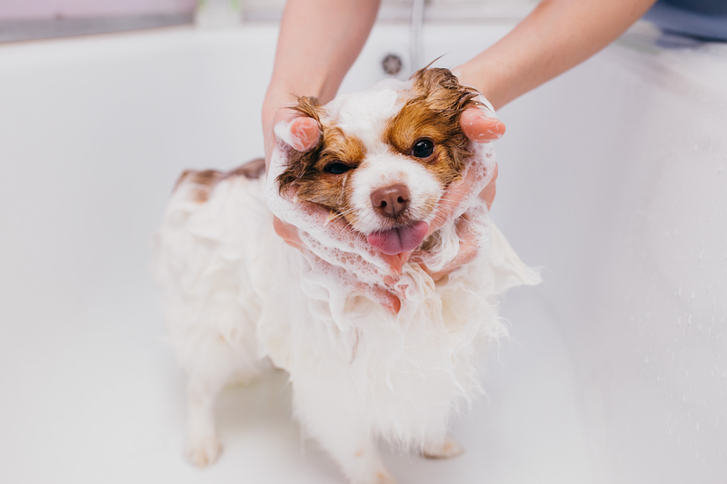 small white and brown dog being shampooed