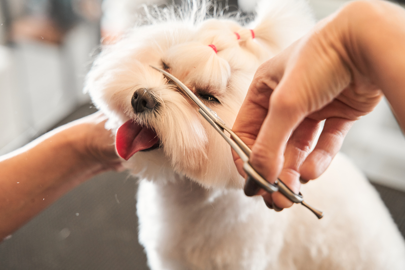 small white dog getting its face trimmed