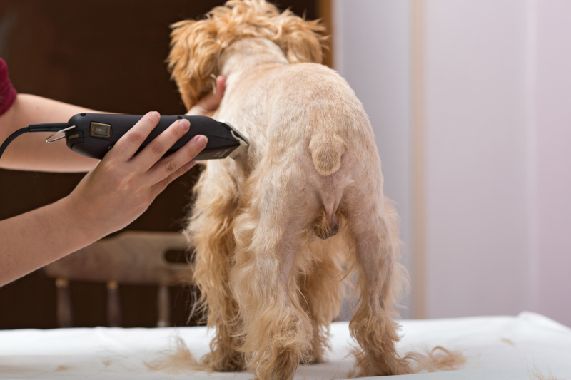 small golden dog getting trimmed with clippers