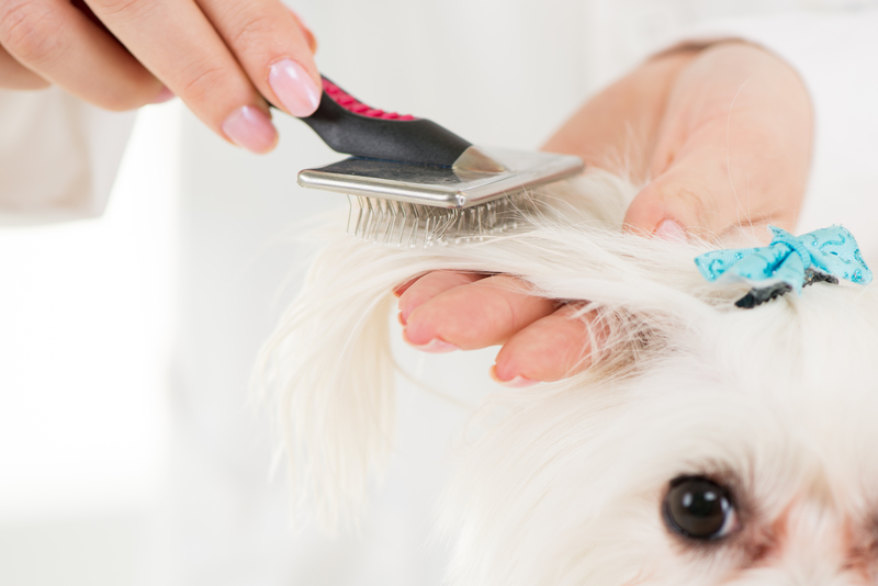 small white dog getting its ears brushed
