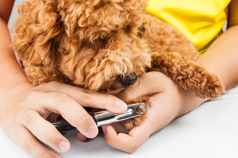 golden cockapoo betting its nails trimmed