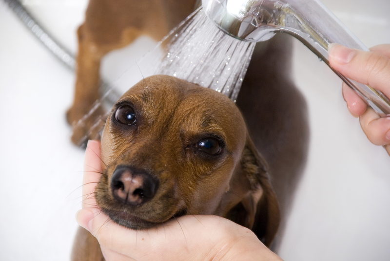 small dog being washed in the shower